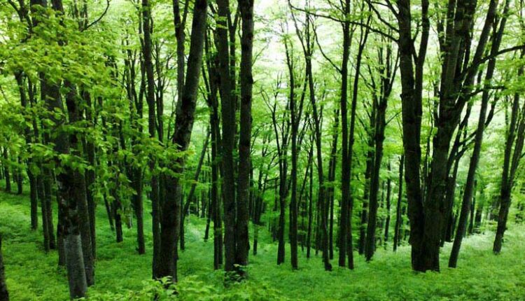 تخمین ذخیره کربن جنگل‌ها با فناوری سنجش از دور