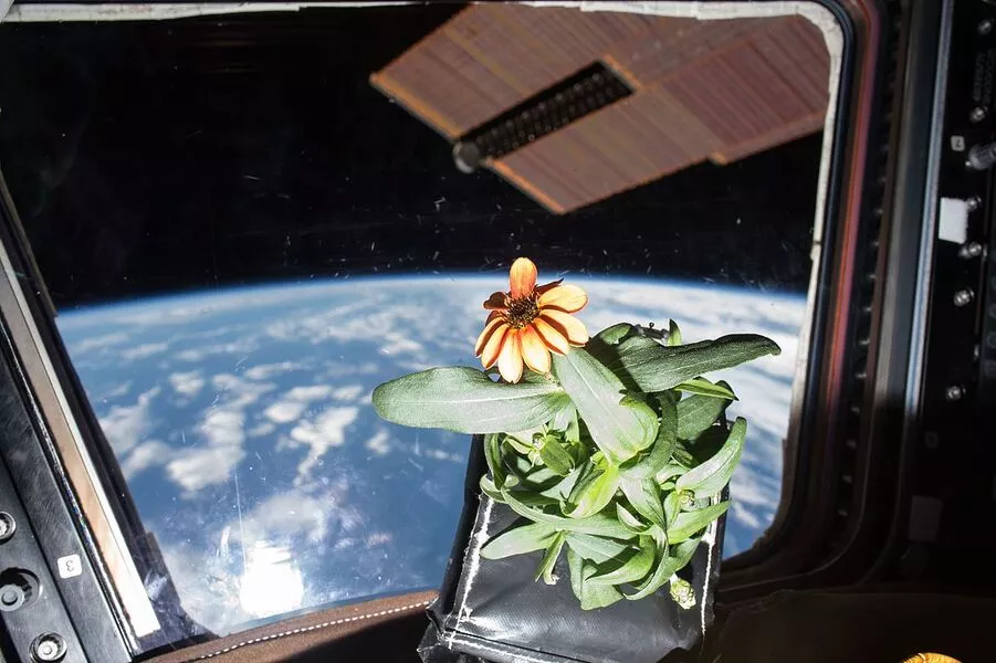پرورش گیاهان در ایستگاه فضایی چین