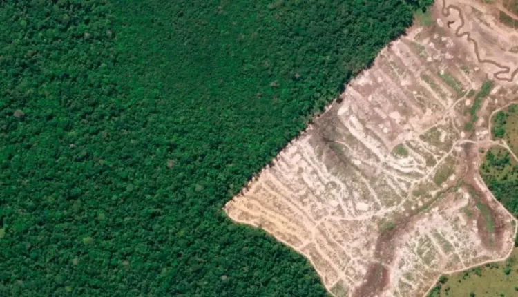 مبارزه با جنگل‌زدایی آفریقا داده‌های ماهواره‌ای