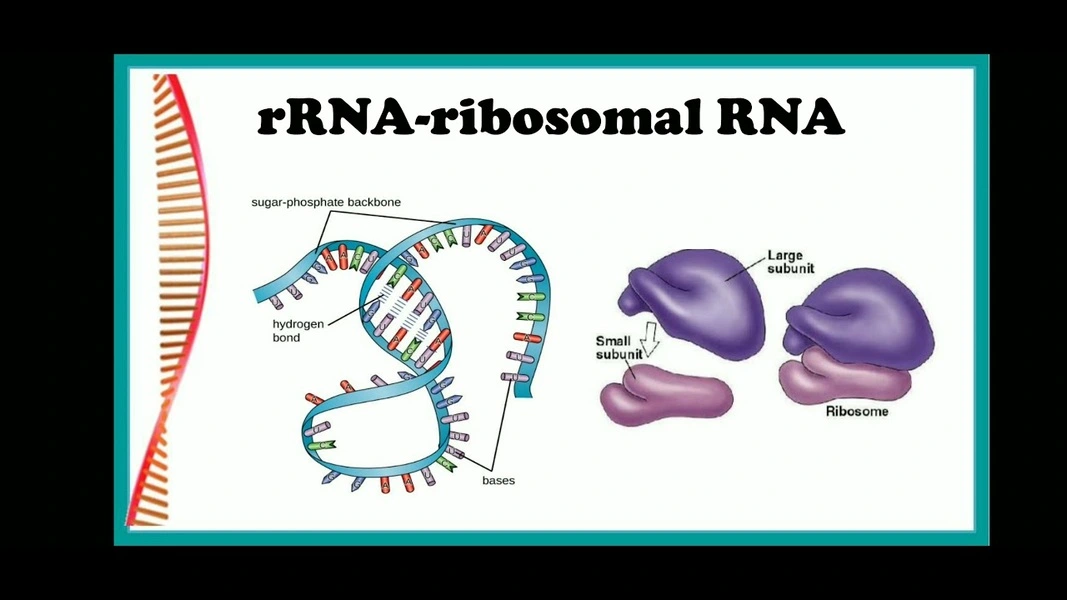 RNA ریبوزومی